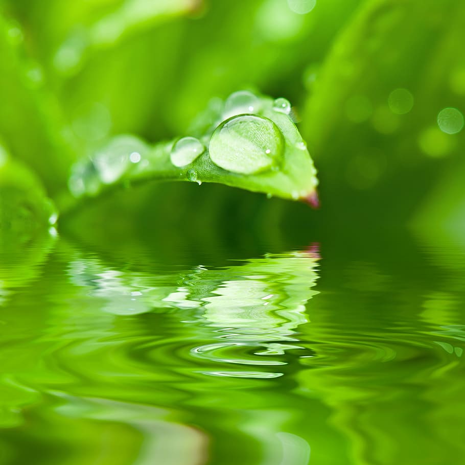 green, leaf plant, dew drop, body, water, drip, dew, dewdrop, drop of water, leaf