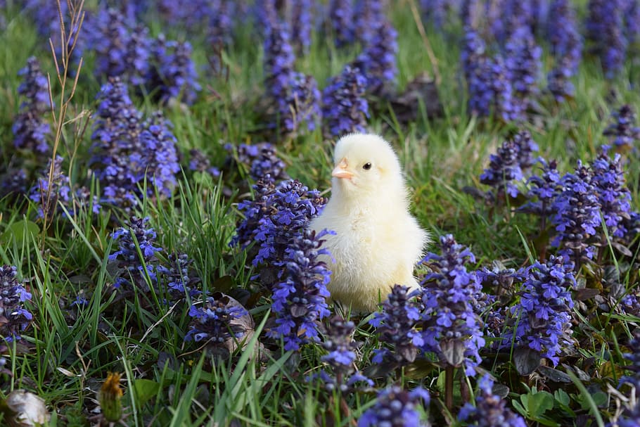 Chicken, Leghorn, Poultry, Hen, chick, bird, baby, little, rural, spring