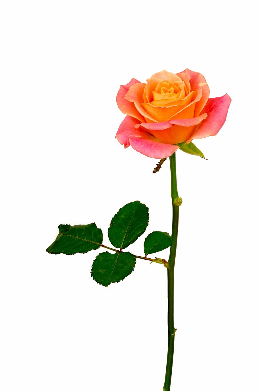 red rose flower, flower, rose, orange, pink, pink rose, bloom, flowers, macro, rose - flower