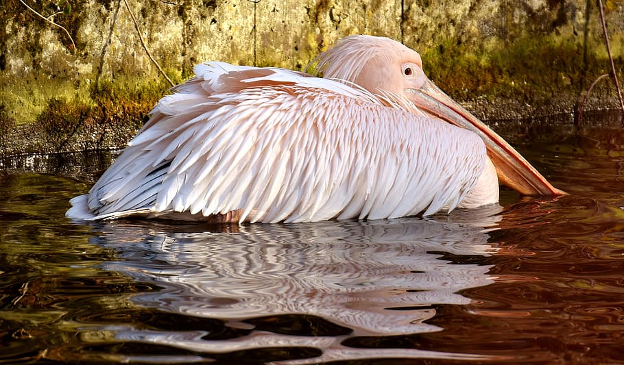 水 ペリカン 鳥 ビル 動物 羽 動物の肖像画 ティアパークヘラブルン ミュンヘンのペリカン 動物のテーマ Pxfuel