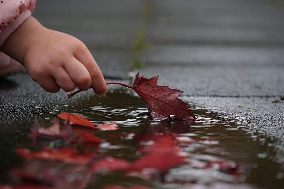 toddler, holding, brown, maple leaf, body, water, autumn, hand, leaves, red