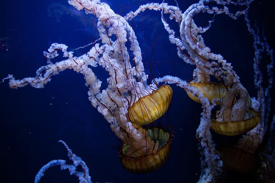 four, box jelly fishes, jellyfish, underwater, ocean, sea, animals in the  wild, water, animal wildlife, animal themes | Pxfuel
