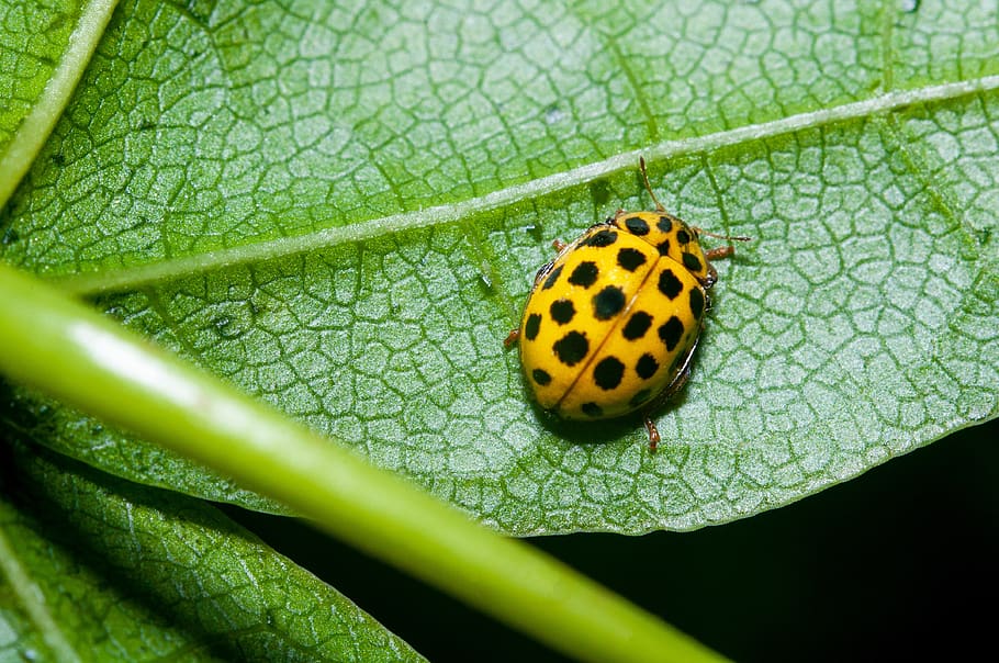 ladybug, insect, maybug, the beetle, nature, macro, summer, glasses, animals, biedronkowate