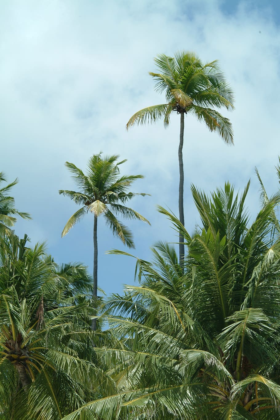 maldives, palms, beach, plant, growth, tropical climate, palm tree, tree, beauty in nature, sky