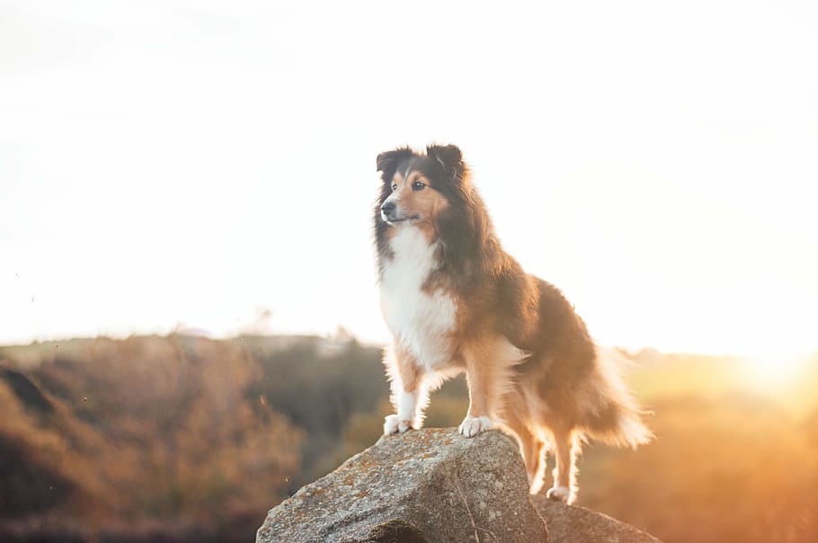 golden, hour photography, brown, white, dog, standing, rock, tricolor, rough, collie