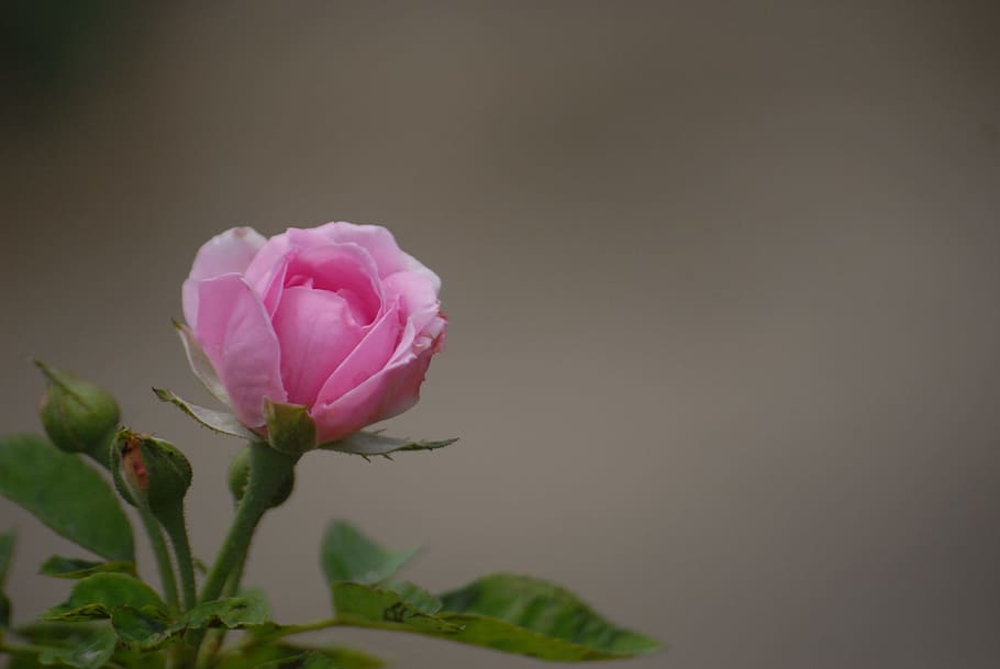 ピンクのバラ 背景 緑の葉 花 開花植物 ピンク色 植物 鮮度 自然の美しさ 脆弱性 Pxfuel