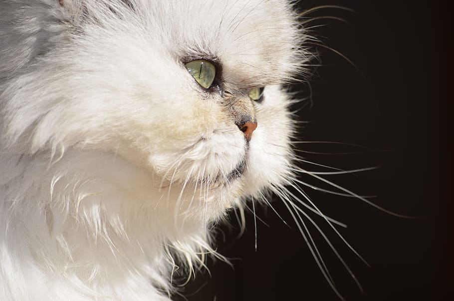 closeup, photography, white, cat, fluffy, persian cat, animals, domestic, one animal, domestic animals