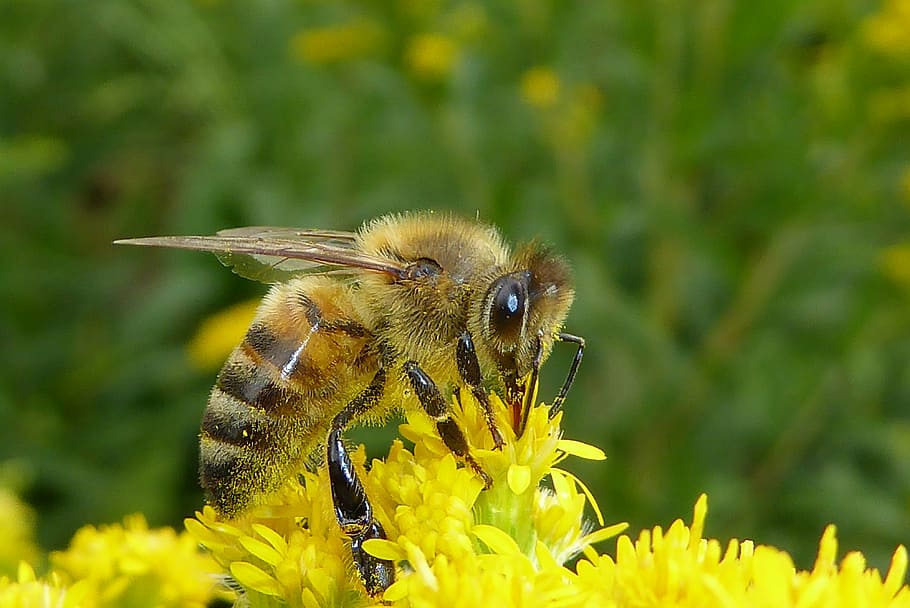 閉じる, 写真, ミツバチ, 黄色, 花, 蜂, バグ, 昆虫, 自然, マクロ