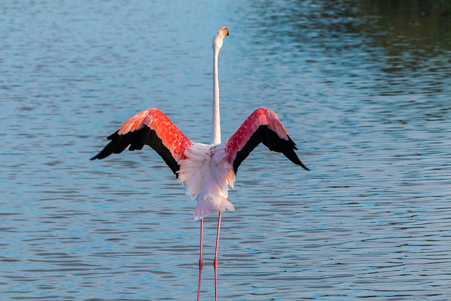 flamingo, standing, body, water, flamingos, france, wild, pink, water bird, nature