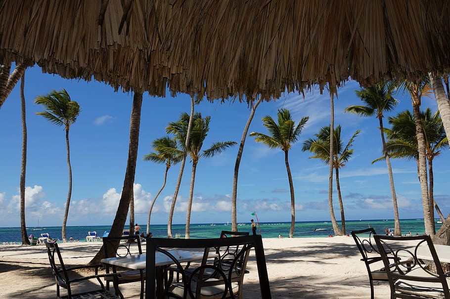 punta cana, beach, palm trees, ocean, dominican, tropic, tropical climate, water, palm tree, sea