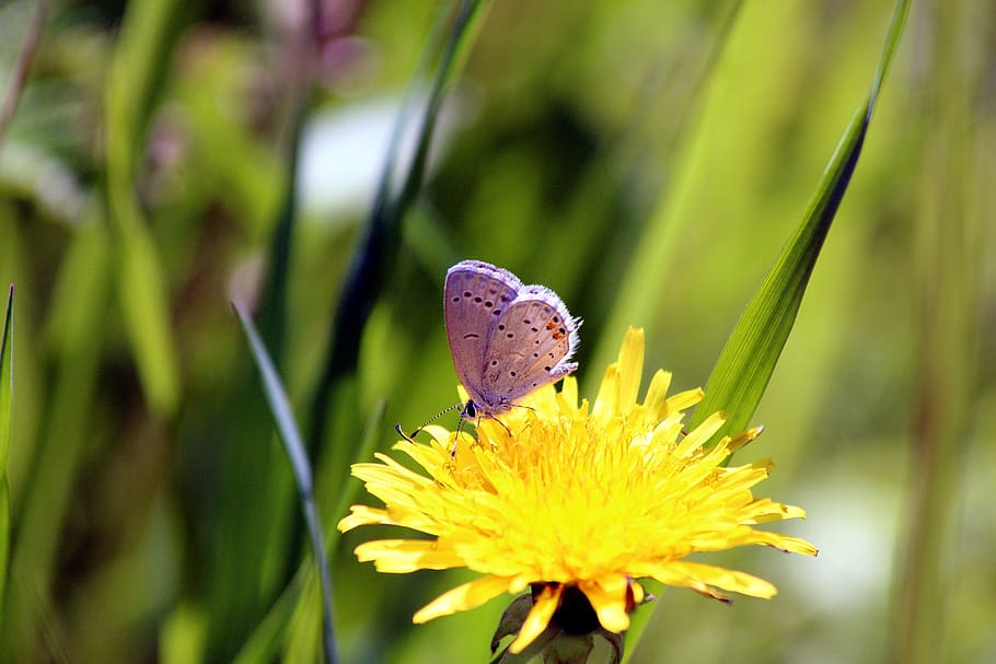 butterfly, blue, nature, plant, outdoors, summer, flower, dandelion, yellow, grass