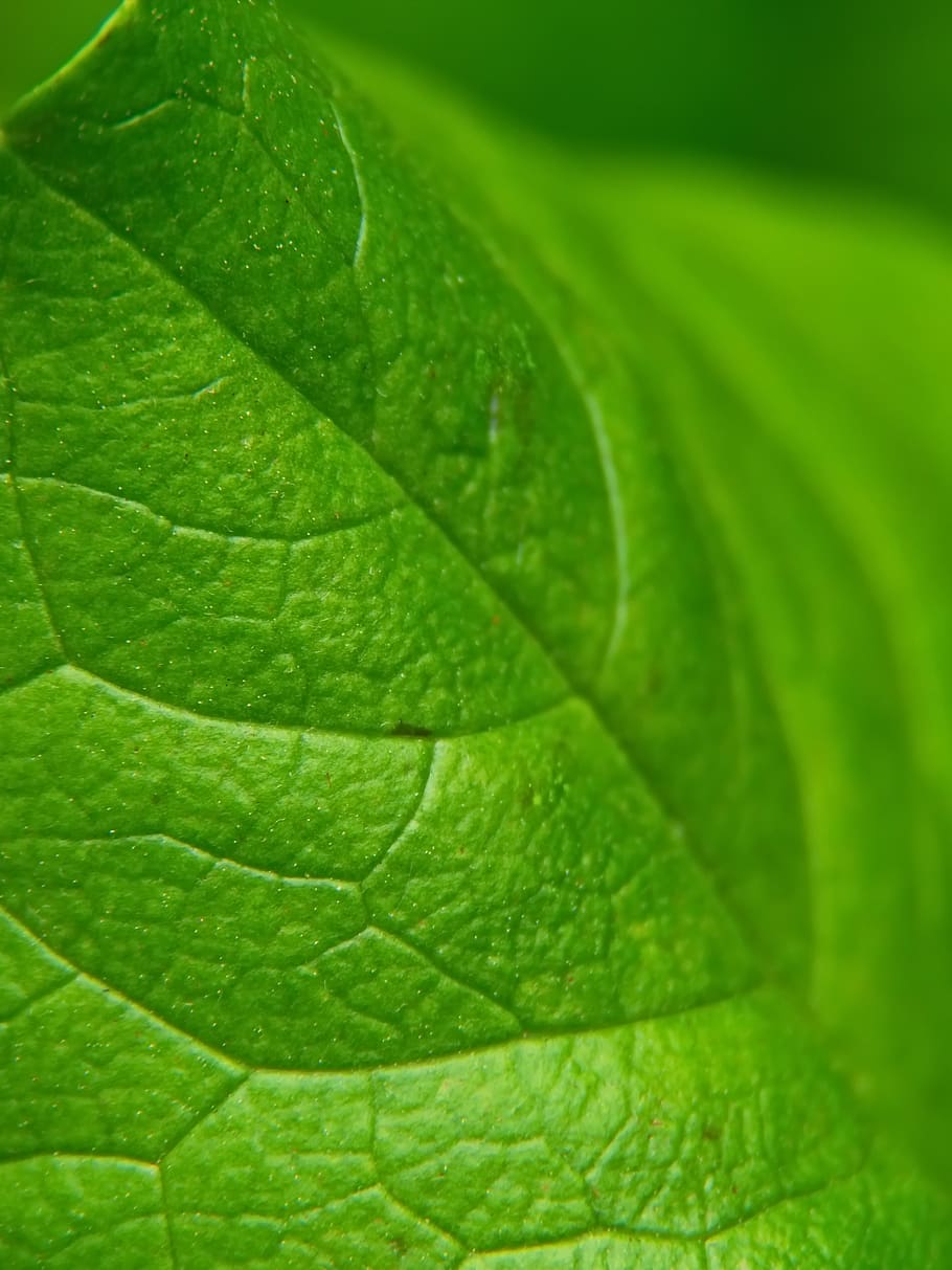 green, leaf, macro, abstract, background, natural, pattern, plant, nature, detail