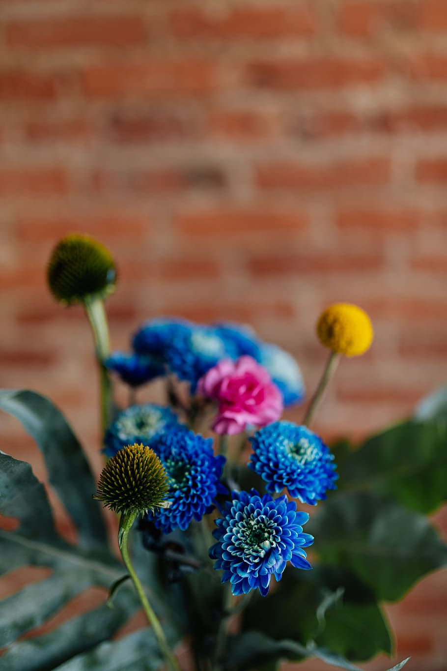 flor, flores, buquê, craspedia, Echinacea, coneflowers, Phlebodium, Blue, Chrysanthemum, morifolium