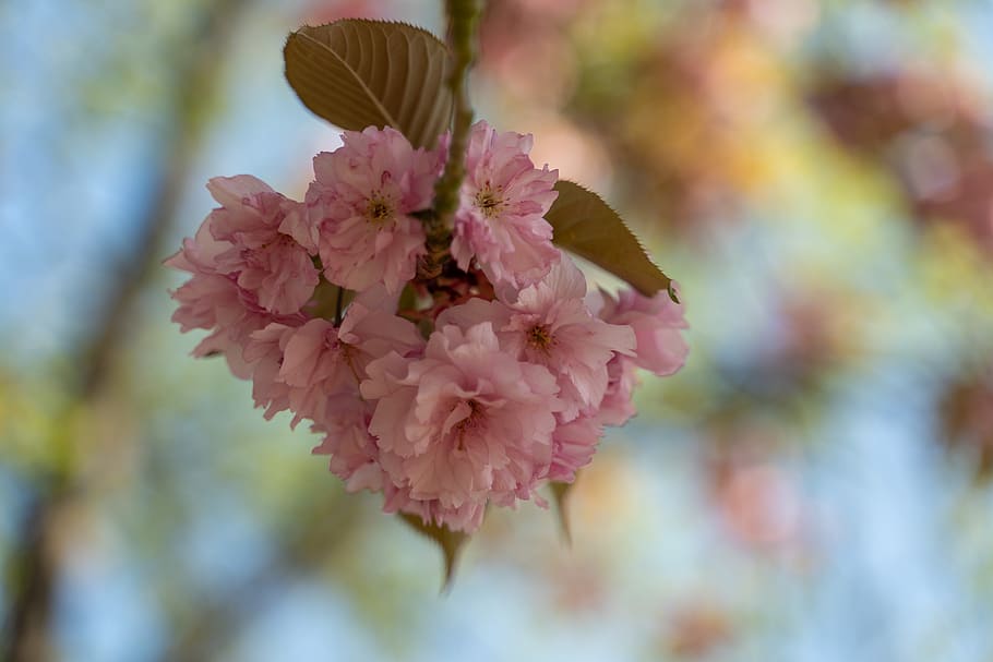 flor de almendro, árbol, rosa, flor, almendro, frühlingsanfang, despertar la  primavera, pétalos, planta floreciendo, fragilidad | Pxfuel