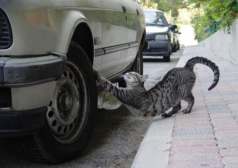 cat beside car, Stretch, Cat, Tire, Sharp, Claws, sharp claws, car, street, transportation