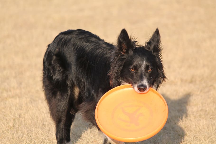 dog, border collie, playful, frisbee, dog park, game, pet, animal, one animal, mammal