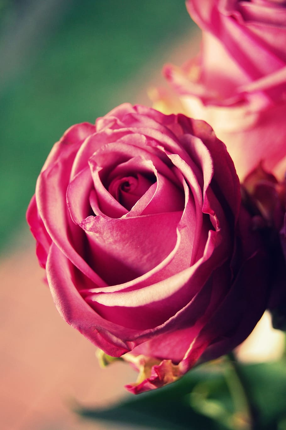 flower, rose, nature, petal, romance, amorous, floral, flowers, bouquet, give