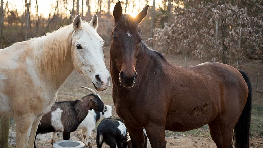 dos, blanco, marrón, caballos, caballo, cabra, animal, granja, temas de animales, animales domésticos