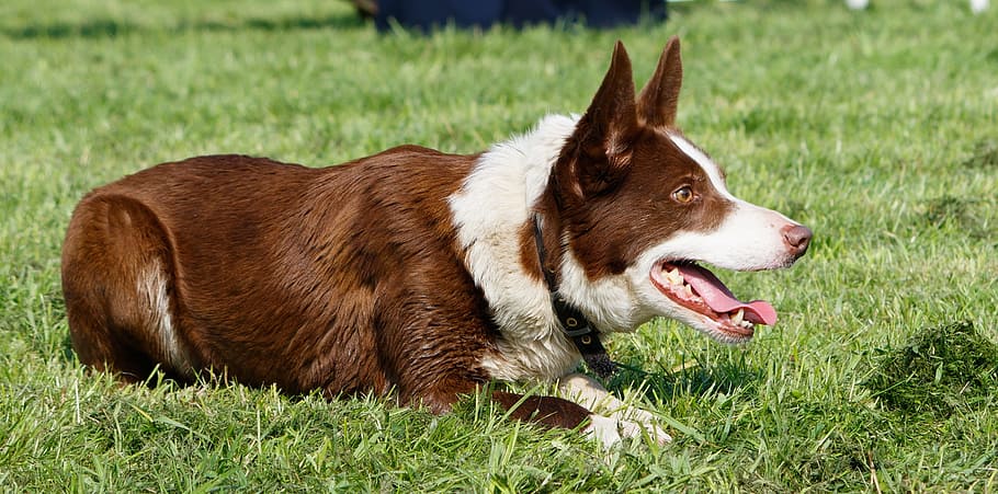 short-coated, brown, white, dog, laying, green, grass, border collie, collie, lying