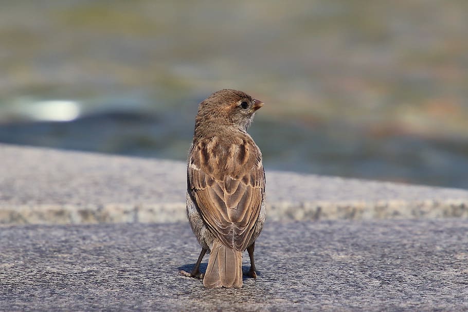 sparrow, house sparrow, sperling, bird, animal, water, nature, songbird, feather, bill