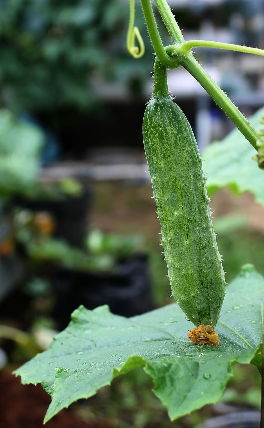 Cucumber, Salad, Grow, Vegetable, grow vegetable, green color, leaf, growth, plant, nature