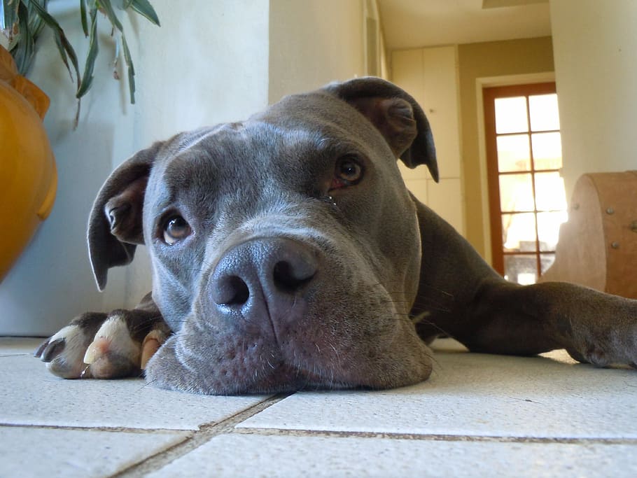 brown, white, lying, floor tiles, inside, room, white American, American Pit Bull Terrier, pitbull, dog