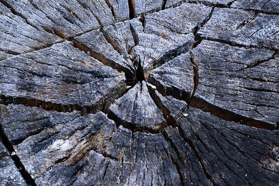 Tree, Macro, Incision, Fault, macrophoto, textured, cracked, backgrounds, wood - material, close-up