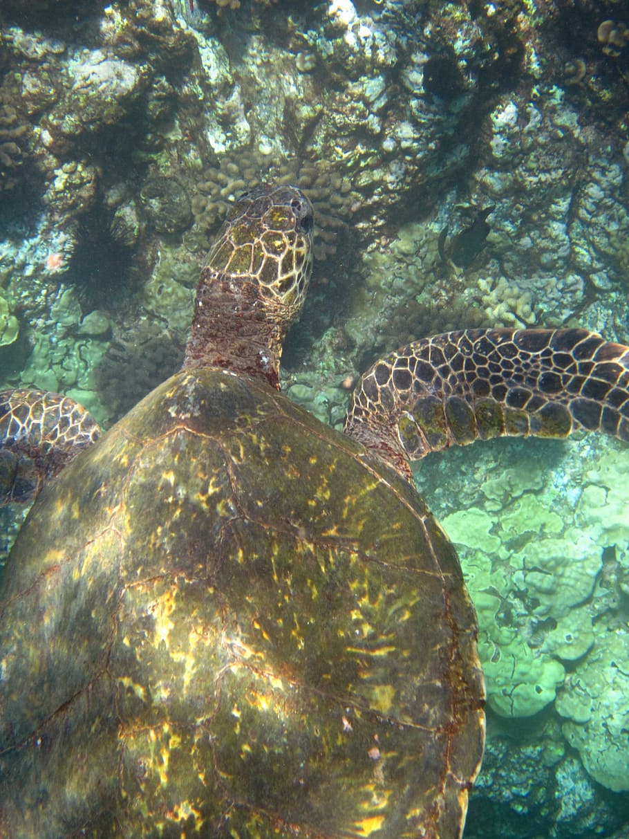 Turtle, Hawaii, Panzer, Reptile, Fin, water, water turtle, animal, dom, underwater