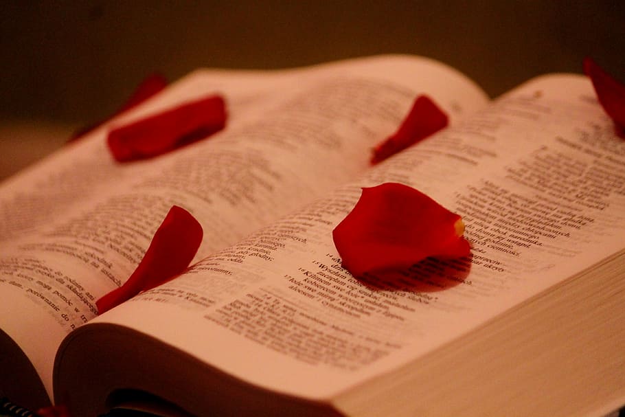 the scriptures, god, paper, rose petals, rose, book, bible, religion, page, close-up