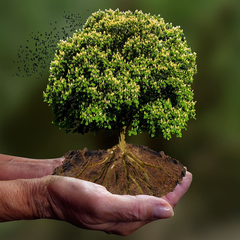 nature, tree, emotions, hand, keep, save, protect, climate, root, leaf - Pxfuel