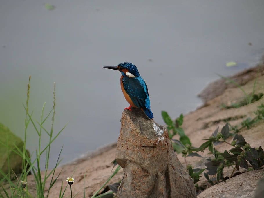 bird, rock, green, grass, small blue kingfisher, dharwad, sadhankeri, kingfisher, wildlife, water