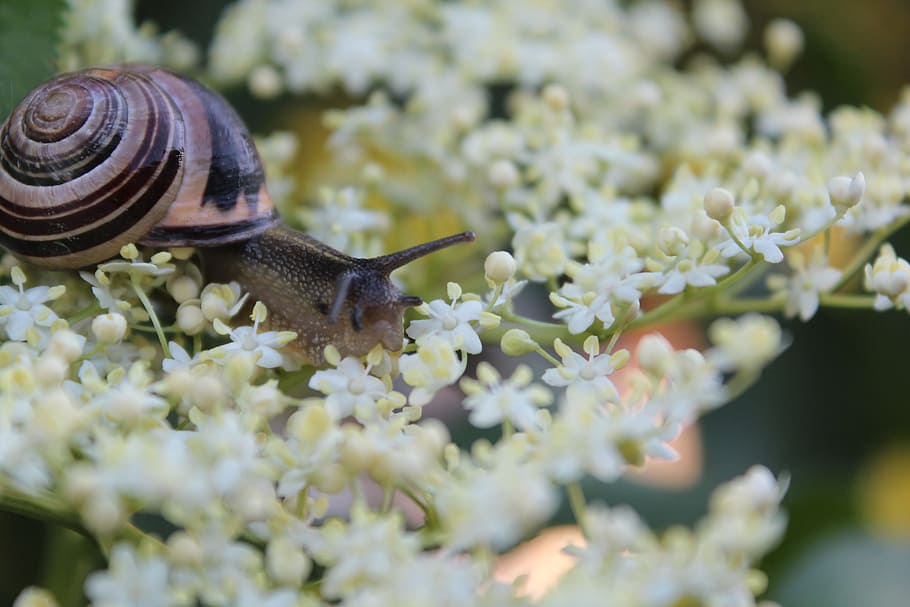 snail, flowers, flowering, summer, nature, leaflet, sunny, flower, animal, animal wildlife