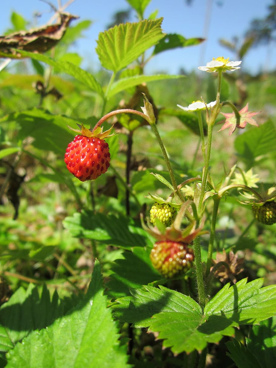 fragaria vesca, wild strawberry, woodland strawberry, alpine strawberry, european strawberry, strawberry, fruit, plant, ripe, botany