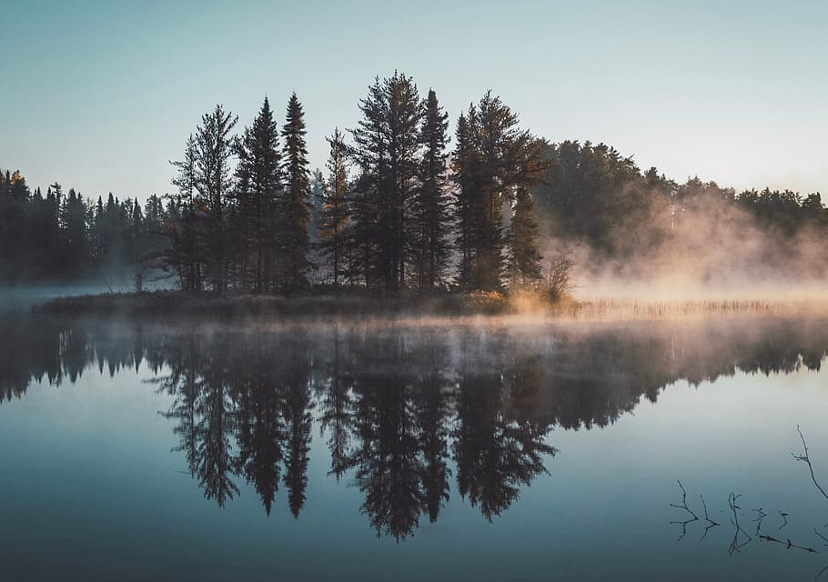 trees, plants, nature, fog, cold, lake, water, reflection, sky, tree