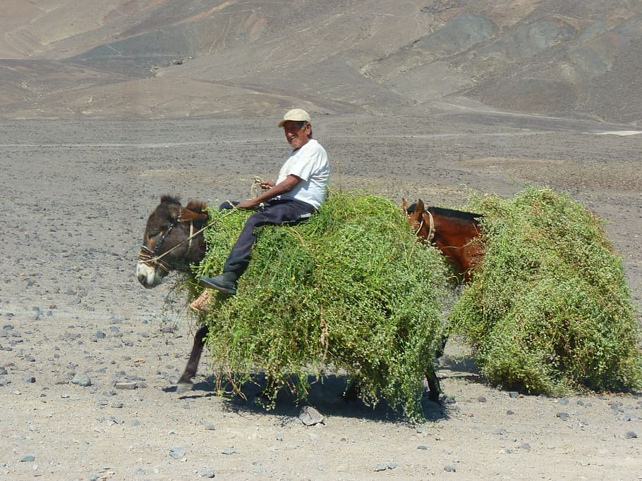 Peruvians, Donkey, Packed, Last, beast of burden, animal, peru, nazca, work, people