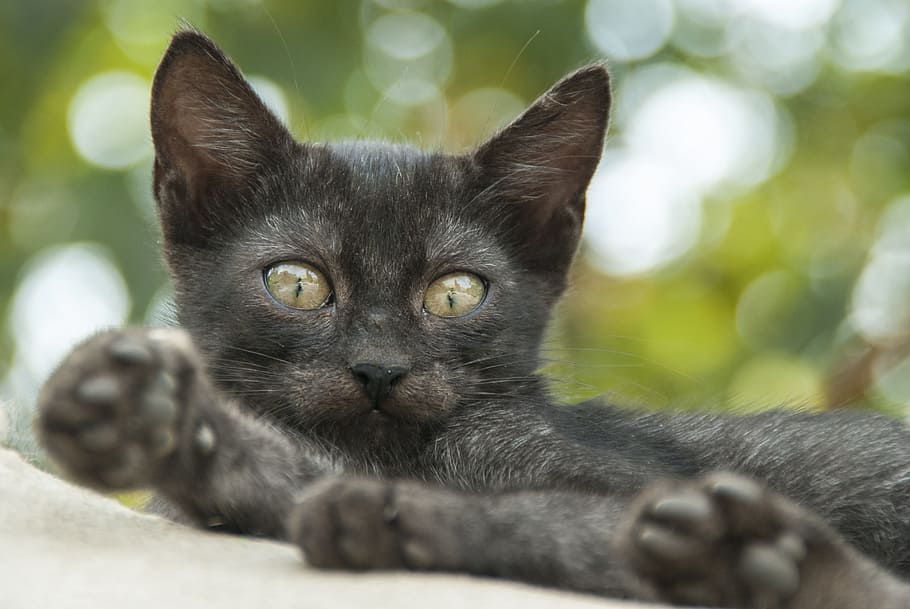 gato preto ao ar livre, gato, olho, verde, animal, retrato, retrato animal, bebê animal, doce, olho de gato