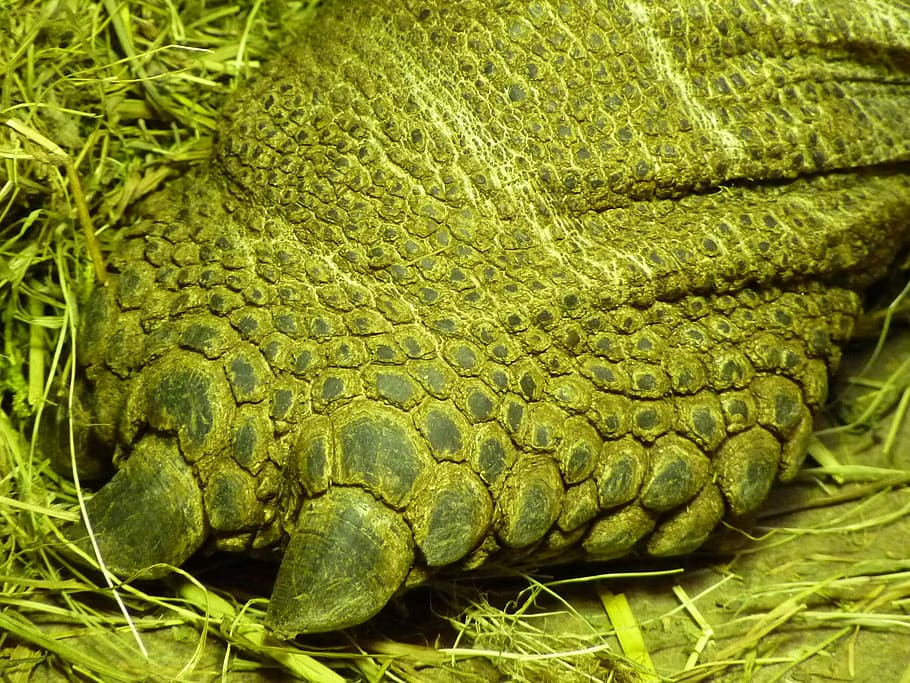 Foot, Reptile, Steal, Scale, Skin, green, one animal, animal wildlife, animal scale, close-up