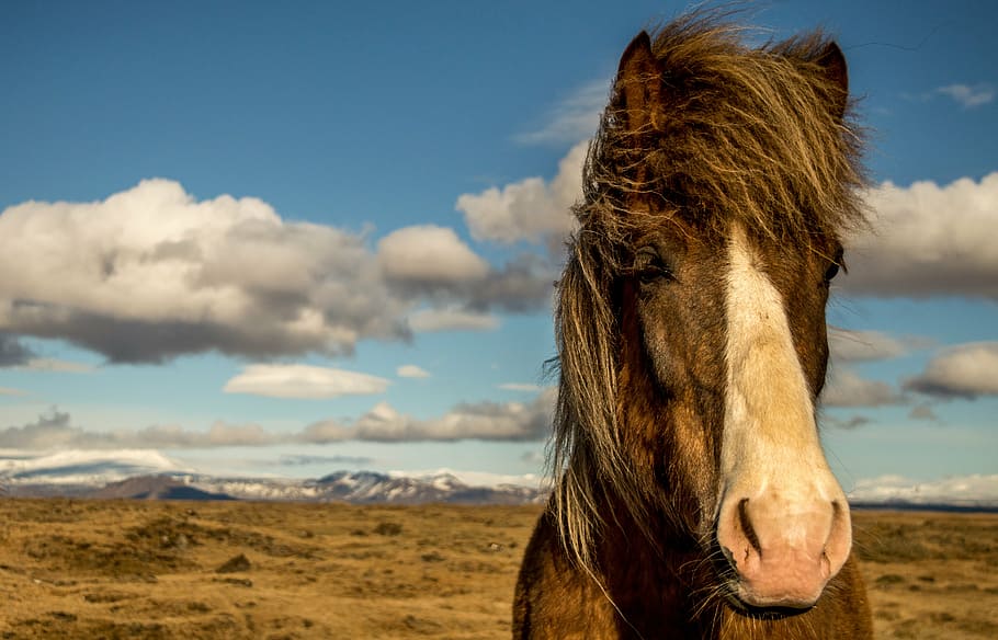 閉じる, 写真, 茶色, 馬, 砂漠, アイスランド, 肖像画, 動物, 自然, アウトドア