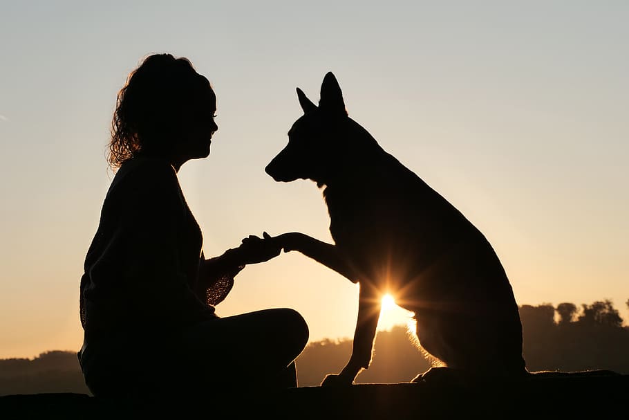 amistad, animal, humano, amanecer, apretón de manos, mascota, amigo, perro, niña, puesta de sol