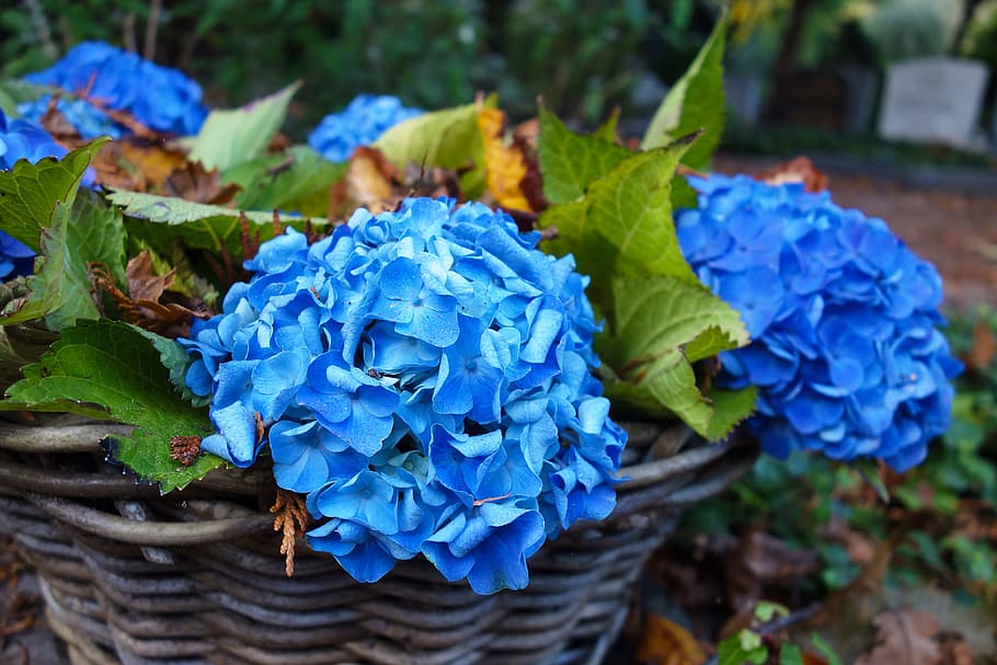 blue, flowers, basket, hortensia, hydrangea, flower, plant, decoration, flowering plant, plant part