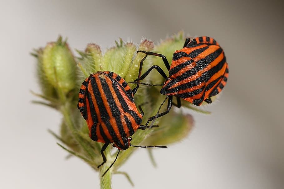 Animals, Bugs, Striped, red black, strip bug, graphosoma lineatum, stink bugs, pentatomidae, insect, close-up