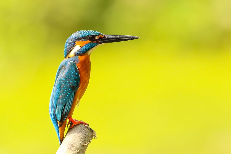 selectiva, fotografía de enfoque, azul, pájaro, verde azulado, naranja, árbol, rama, animales, pájaros