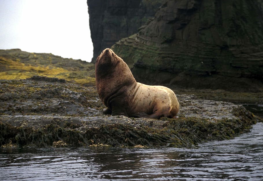 Agattu Island, Alaska, Stellar, Sea Lion, stellar, sea lion, animal, wildlife, water, reflections, nature
