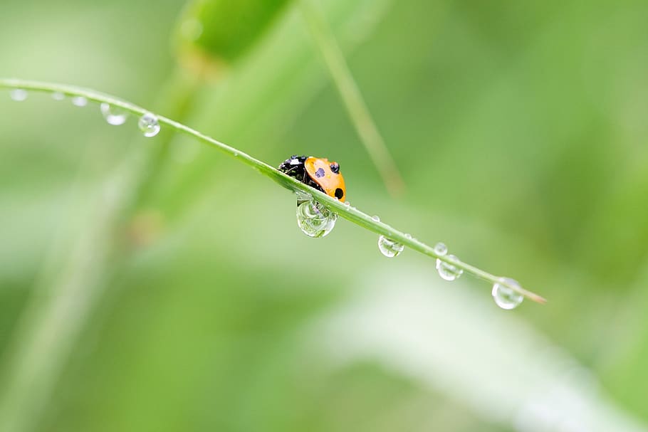 insect, ladybug, insects, nature, dew, ladybirds, macro, deck replacement, beetle, spring