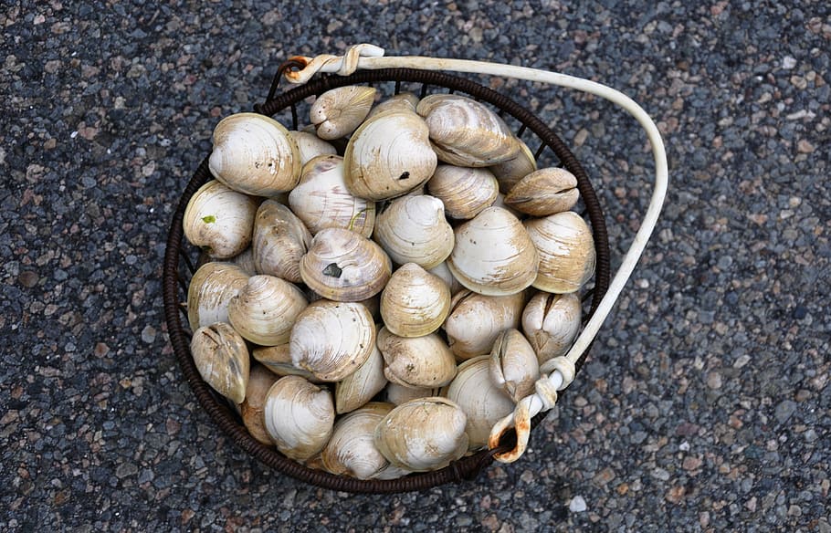clams, cape cod, shellfish, seafood, massachusetts, beach, directly above, food and drink, large group of objects, healthy eating