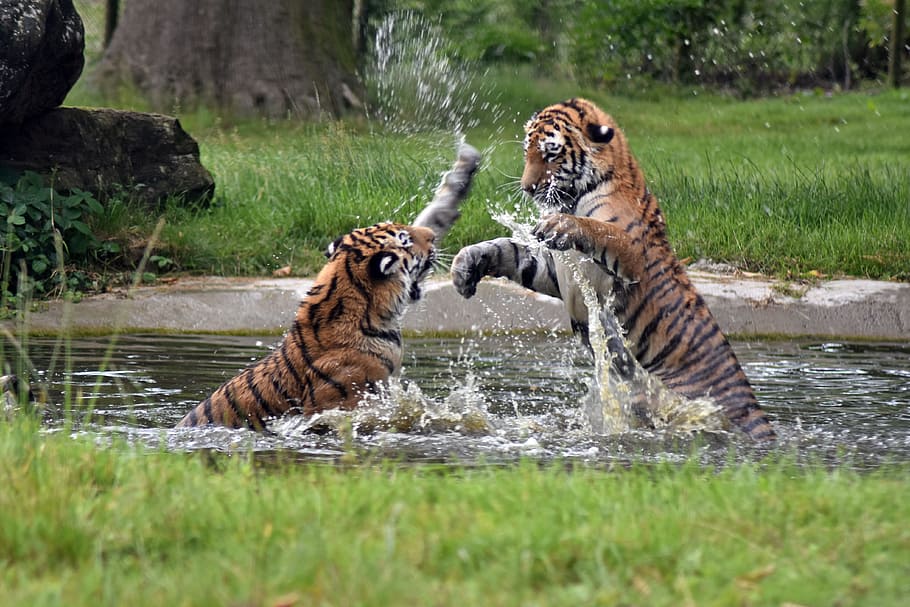 dua, harimau, tubuh, air, kucing, liar, hewan, karnivora, margasatwa, predator