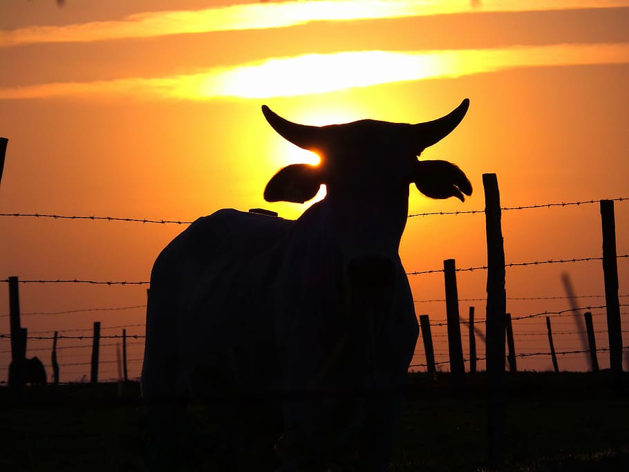 silhouette of cow, cattle, boi, farm, veal, cow, pasture, rural, sunset, animal