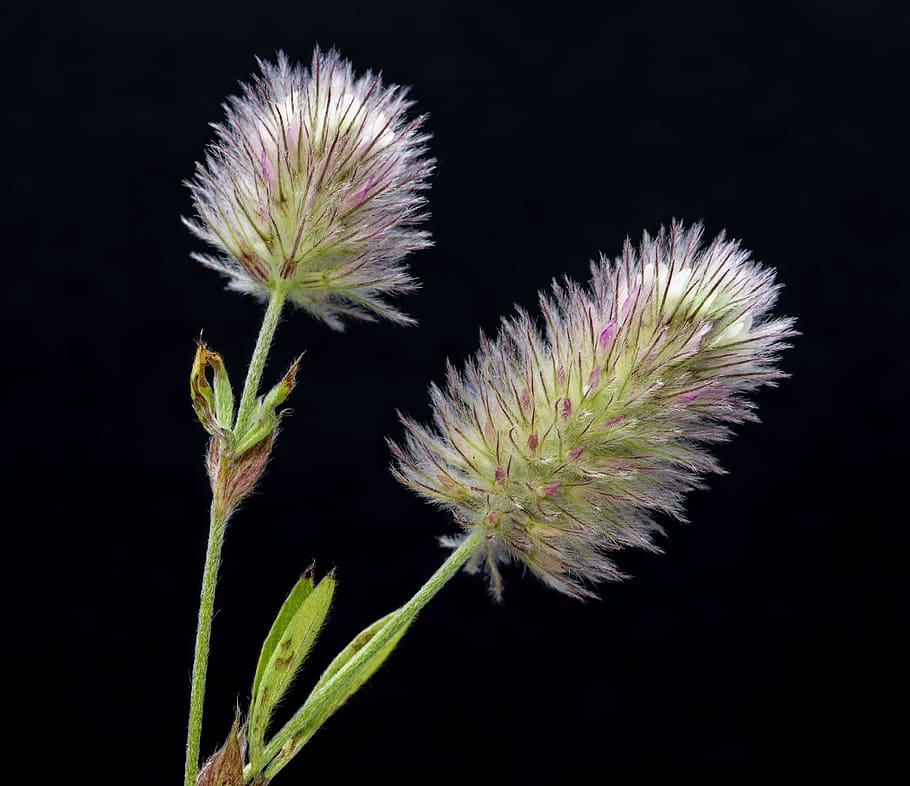 hare's-foot-clover, wildflower, botany, plant, flora, species, inflorescence, fluffy, seed-head, soft