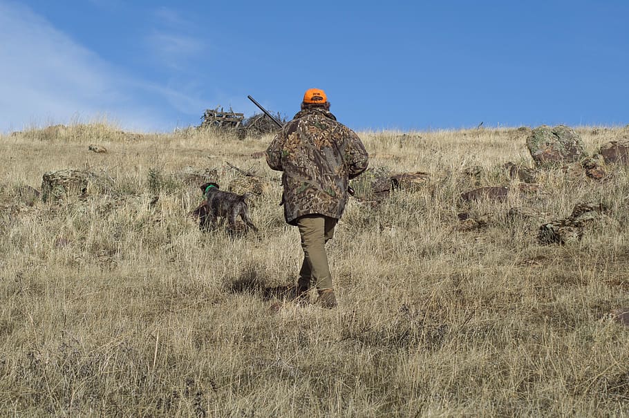 hunting, hunter, hunting dog, gun, rear view, one person, plant, land, field, adult