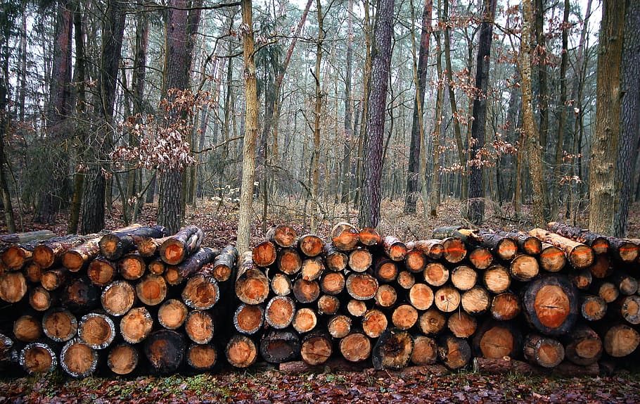 hutan, menebang pohon, batang, pohon, kayu, memotong, alam, kayu gergajian, batang pohon, irisan